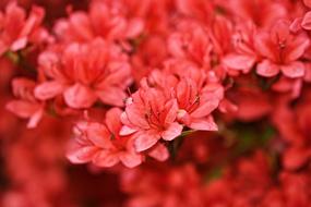 Azalea Rhododendron Shrub
