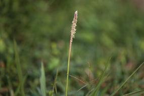 Nature Grass Flower