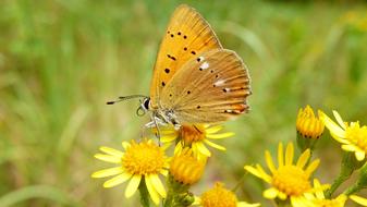 Nature Insect Summer