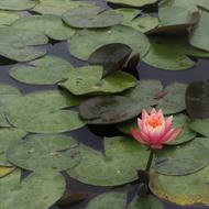 Lotus Plants Nature