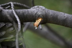 Nature Outdoors Wild Life