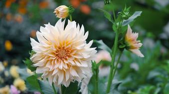 Flower Nature Flora