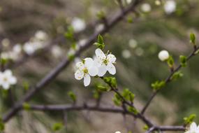 Tree Flower Branch