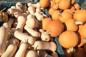 Vegetable harvest in a box