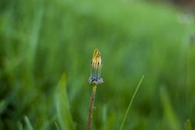 Petalo Dandelion Lawn Nature