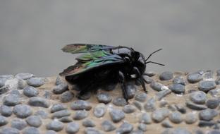 Nature Animal Insect