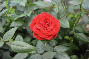 Red Rose Flower Green Leaves