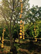 Orange Grove Oranges