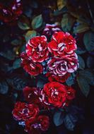 Rose Flower Floral