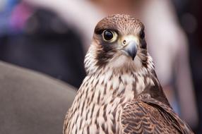 Predatory Birds Nature