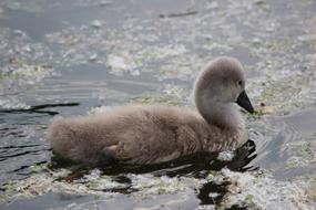 Waters Nature Bird Animal