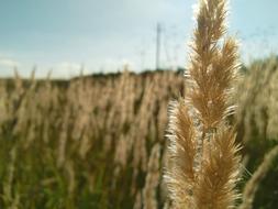 Plants Nature Field