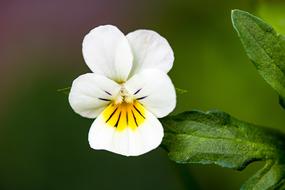 Wild Pansy Viola Tricolor Arable