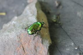 Summer Insects Beetle