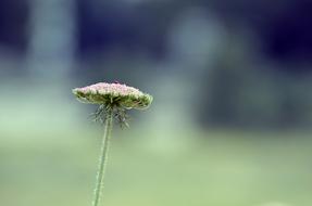 Nature Flora Flower