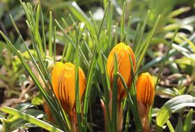 Crocus Spring Flowers Early
