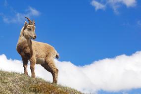 Nature Outdoors Mammal