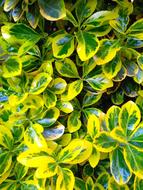 Leaf Plant Nature