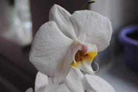 Flower Plant Nature