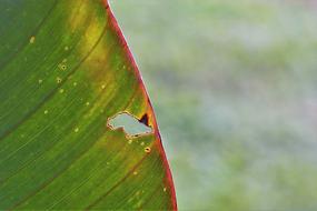 Leaf Plant Holey Close