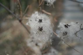 Nature Plant Winter Close