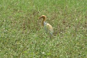 Birds Wildlife Wild