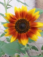 Sunflower Summer Yellow Orange