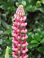 Flower Flowers Plant Close