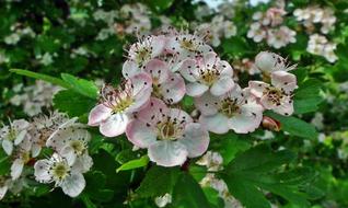 Flower Blackberry Sprig