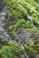 Nature Moss Plant