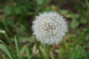 Dandelion Flying Seeds