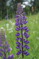 Lupine Blossom Bloom