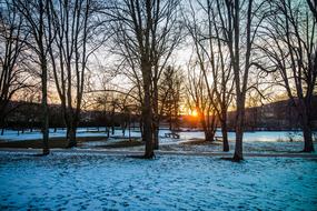Tree Nature Season