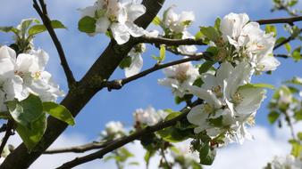 Blossom Apple Tree White Flower