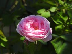 Tea Rose Flower Beautiful