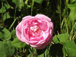 Tea Rose Scarlet
