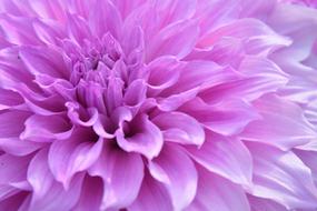 Flower Color Nature