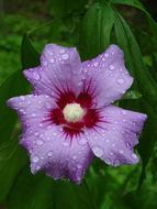 purple flower in the raindrops
