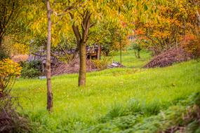 Hut Tree Autumn