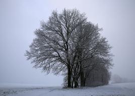 Winter Snow tree view
