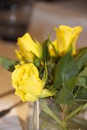 Yellow Roses Flowers Blossom