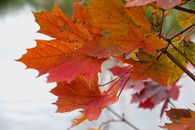 Foliage Red Autumn Gold