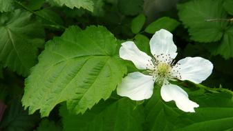 Loganberry Flower Fruit