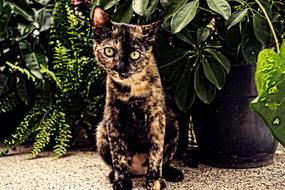 the cat looks into the camera