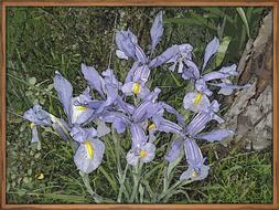 Flower Painting Iris