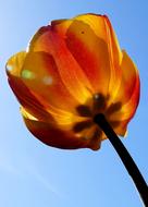 Flower Tulip Backlighting Close
