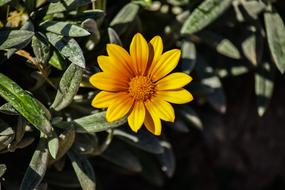 Gazania Nature Flora