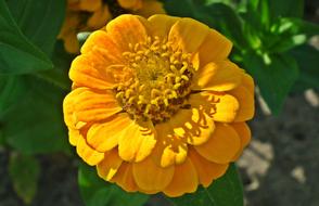 Nature Flower Zinnia