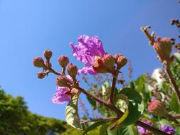 Blue Sky