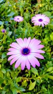 purple flowers in the grass in spring